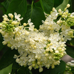 Сирень Примроуз