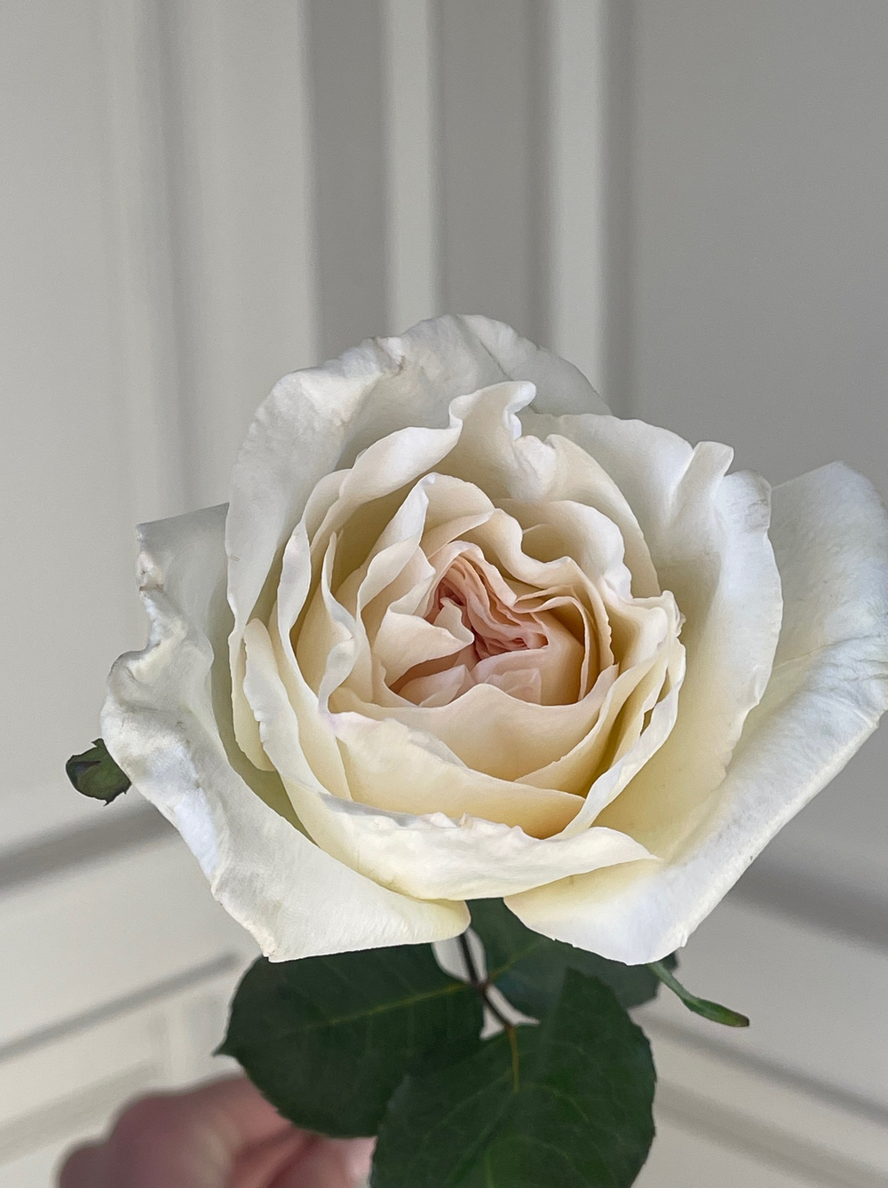 Роза пионовидная - белая О Хара