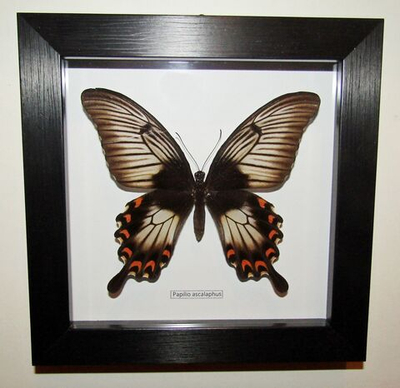 Бабочка Papilio ascalaphus самка в рамке