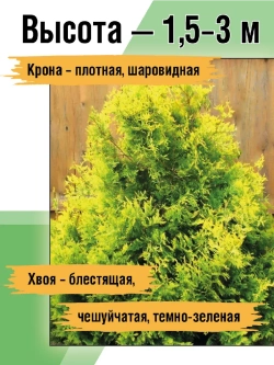 Туя саженец западная Санкист хвойные деревья
