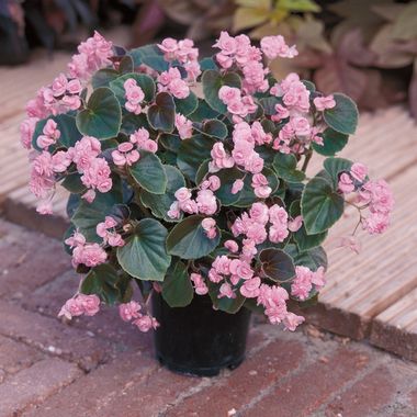 1229 Бегония DOUBLET PINK (ВЕСНА 2025)