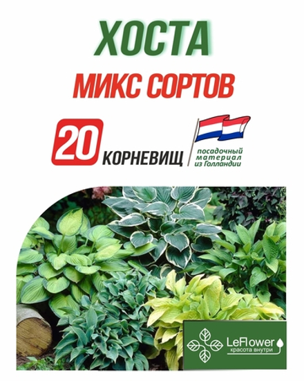 Хоста Корневище, Микс сортов, 20 шт.