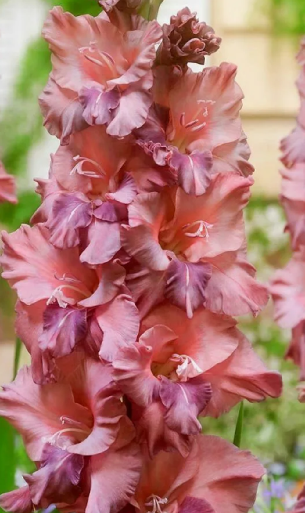 Гладиолус крупноцветковый Якутск луковица март 2026