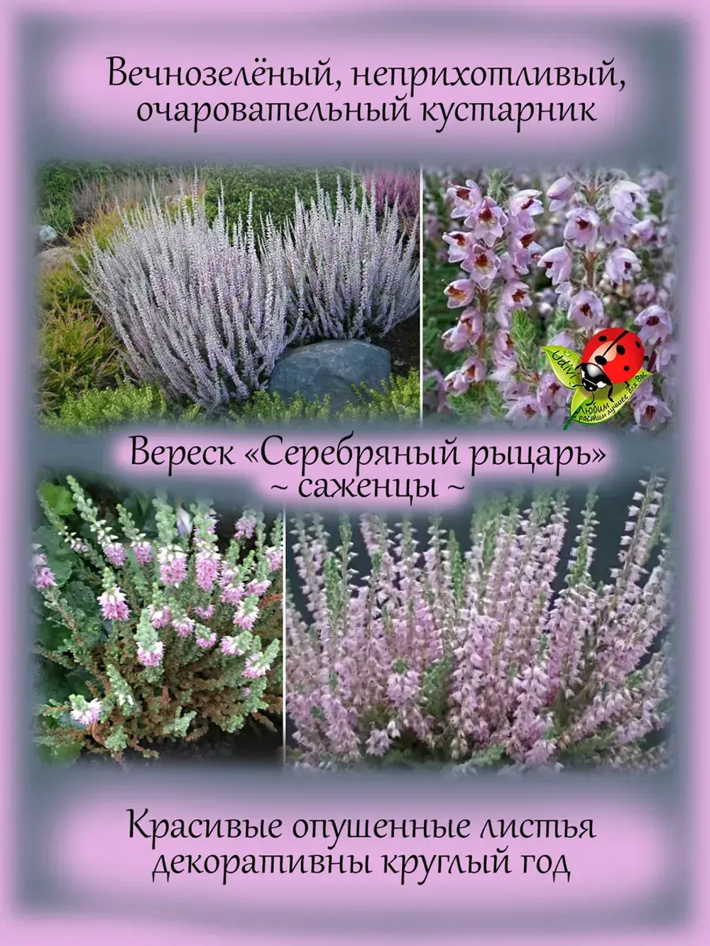 Вереск Серебряный рыцарь вечнозелёный