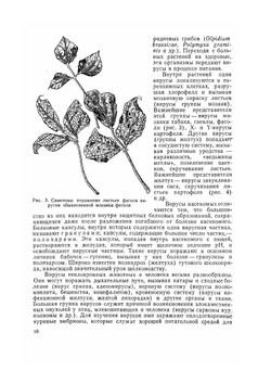 Курс низших растений | М.В. Горленко