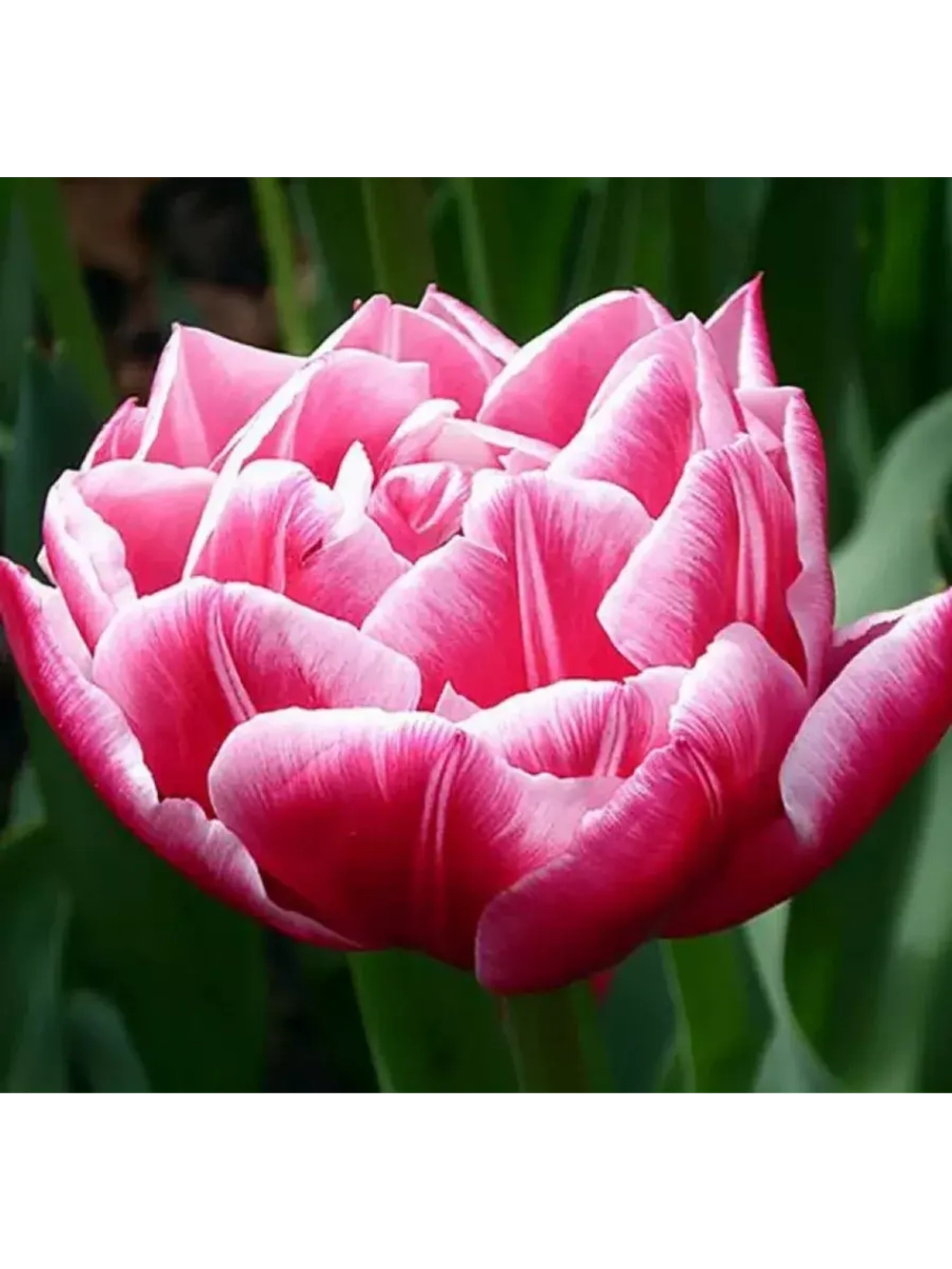 Тюльпаны пионовидные ,луковицы 12+ сорт COLUMBUS (3штуки)