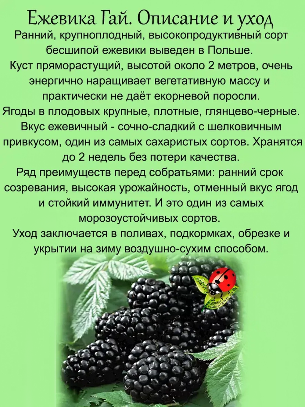 Ежевика Гай бесшипая