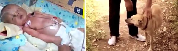 В Китае собака спасла младенца, похороненного заживо В Китае собака спасла младенца, похороненного заживо