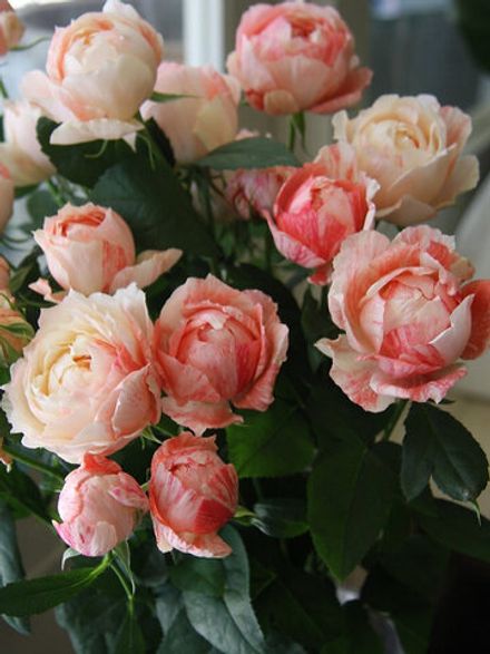 Ла Зебра Пейшенс (La Zebra Patience)