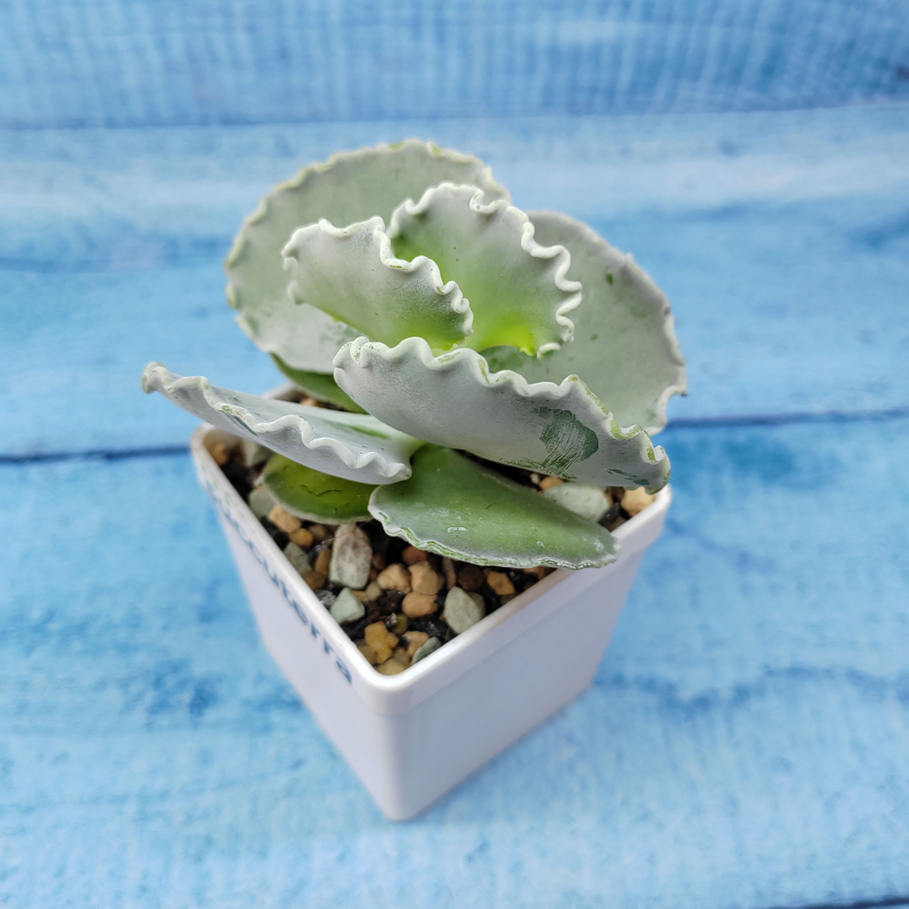 Cotyledon Undulata (Котиледон)