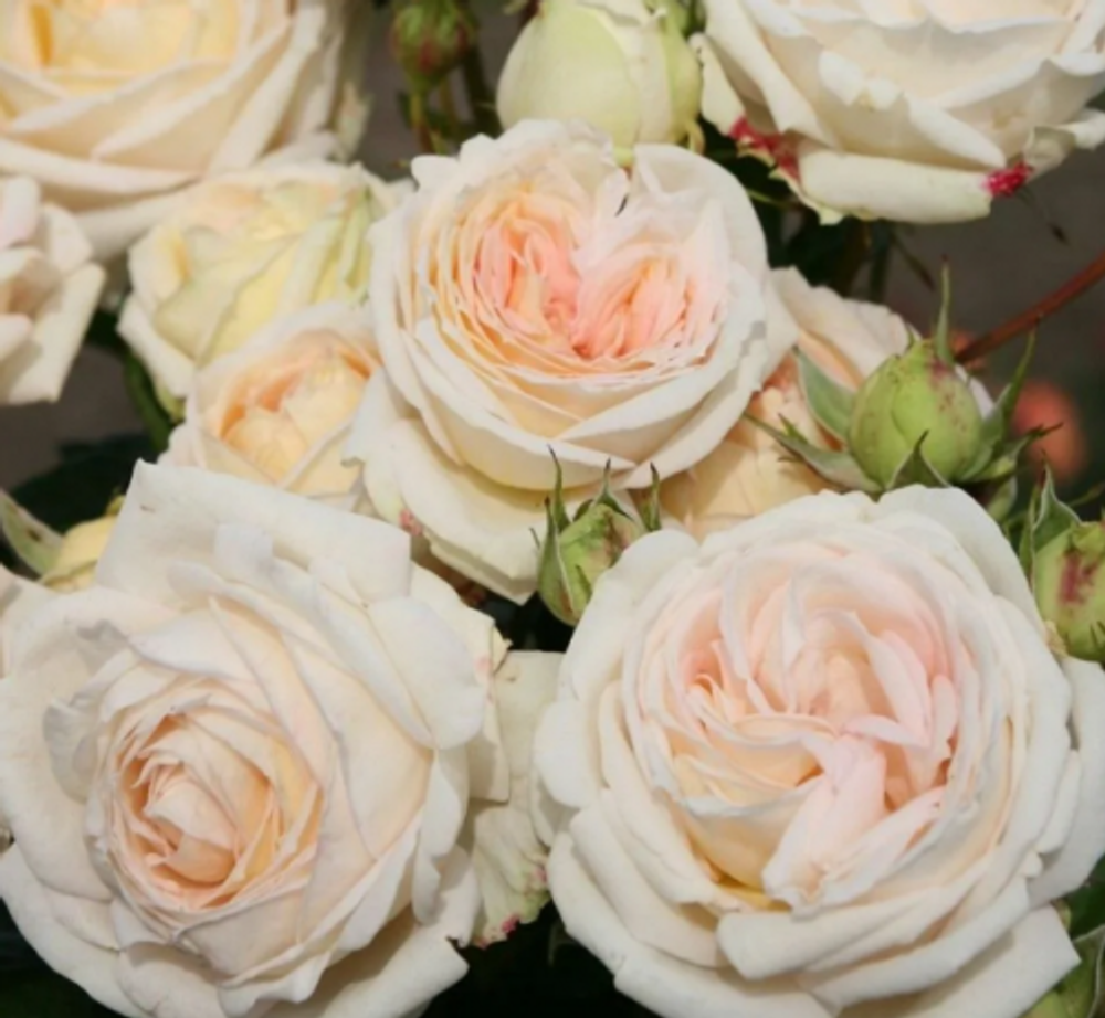 Роза чайно-гибридная "Madame Anisette"