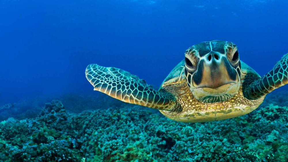 Дайвинг в Алании