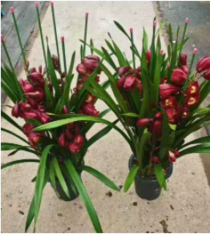 Цимбидиум красный д. 18