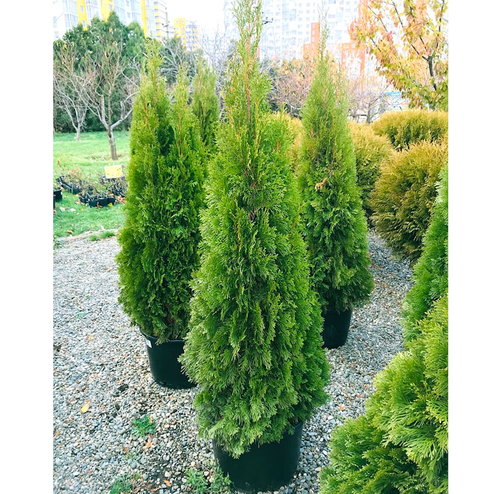Туя западная Смарагд С5 40-60