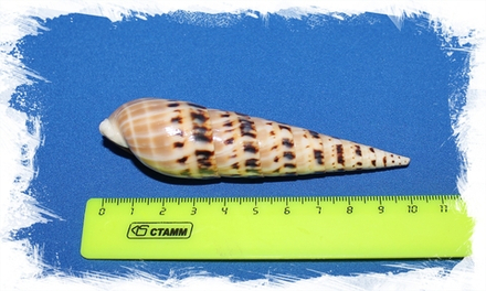 Теребра Макулата, 10-15см, 1шт