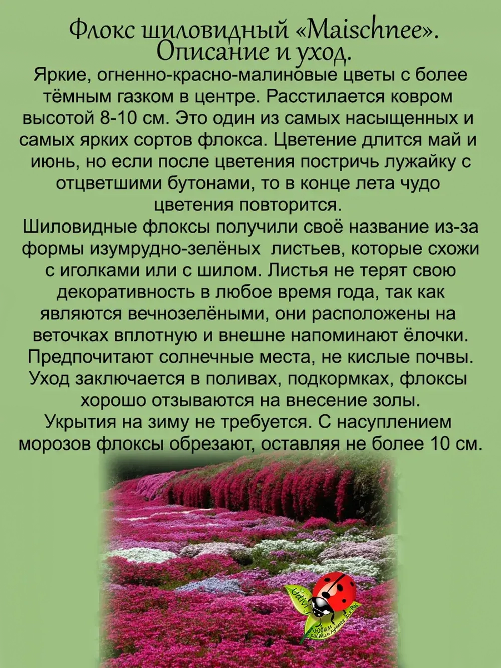 Флокс Скарлет Флейм шиловидный красно малиновый
