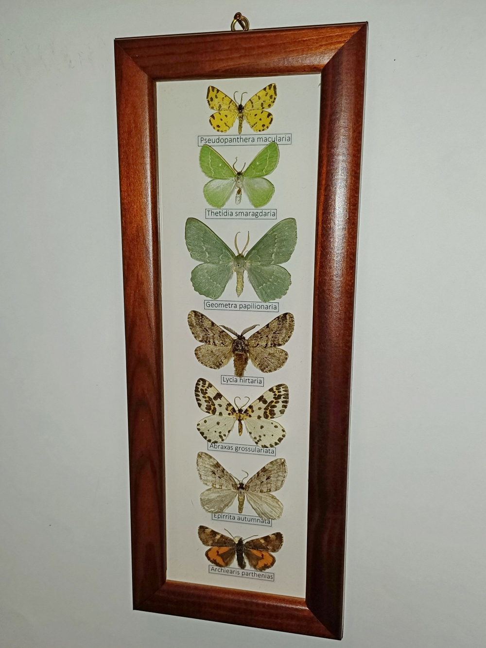 Бабочки Геометриды в рамке