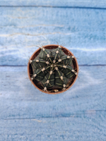 Gymnocalycium Friedrichii (Гимнокалициум)