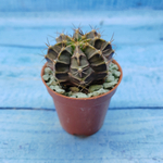 Gymnocalycium Friedrichii (Гимнокалициум)