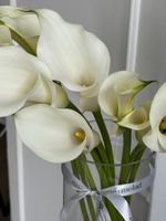 Калла белая