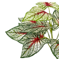 Каладиум куст триколор 45 см