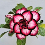 Адениум ALESHA