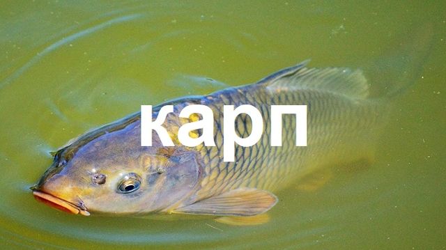 Карповая ловля