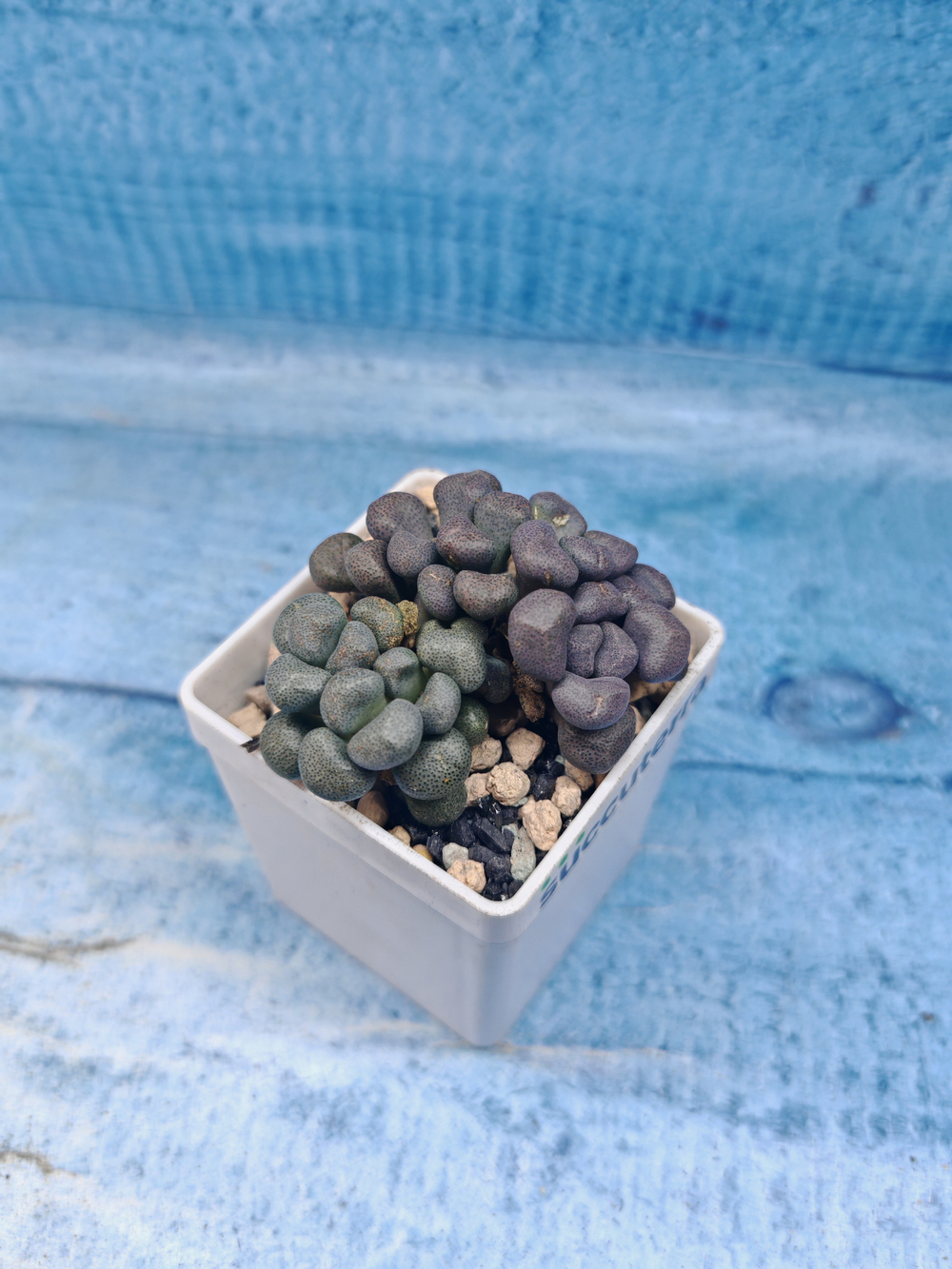 Aloinopsis schooneesii (Алоинопсис)