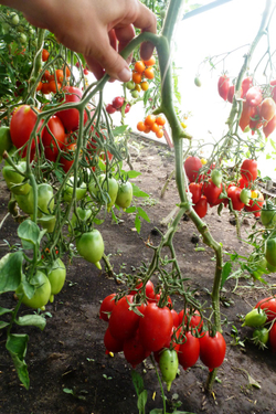 Помидоры Легенда Мультифлора