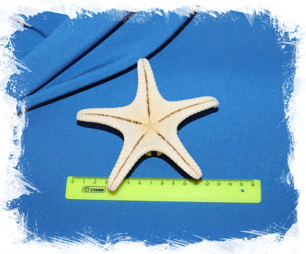 Сушеная морская звезда размер