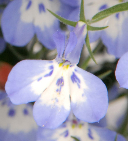 ЕВРО Лобелия Blue Bird укорененный черенок ОКС февраль 26 Kohen