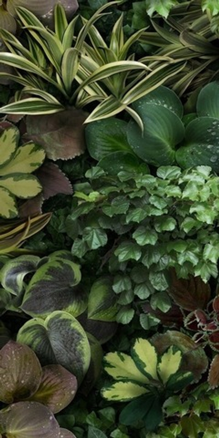 41zero42 Paper41 Pro Jane C 50x100