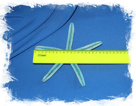 Морская звезда "Фингер" (Finger) 15-20 см. синяя