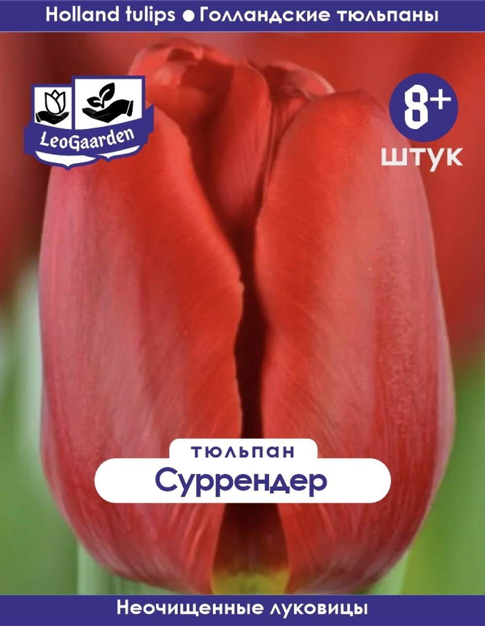 Тюльпан Луковица, Суррендер, 8+ шт