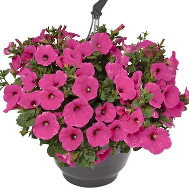 32279 Петуния SURPRISE HOT PINK (ВЕСНА 2025)