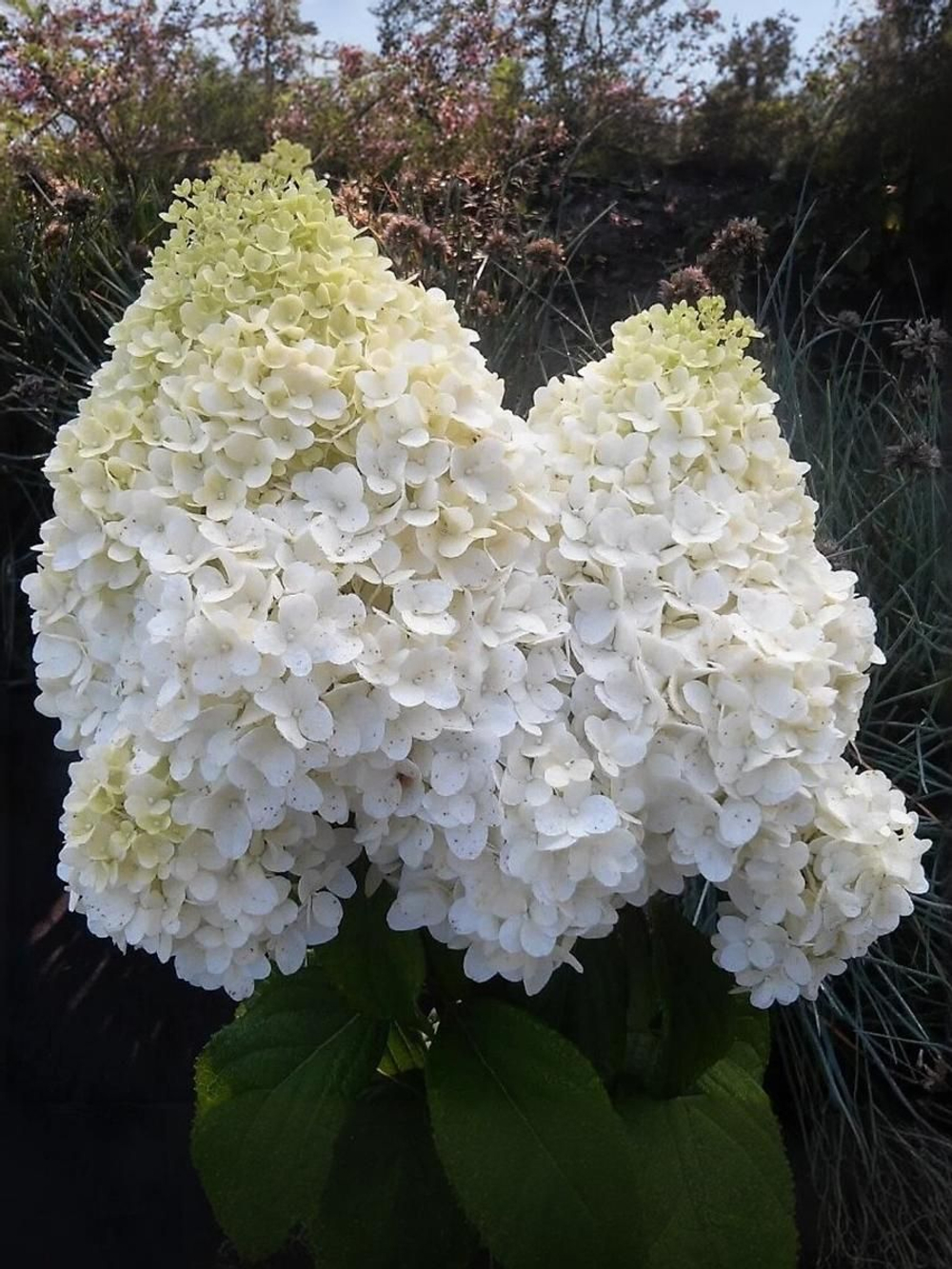 Гортензия метельчатая Диамантино Т60 60-80