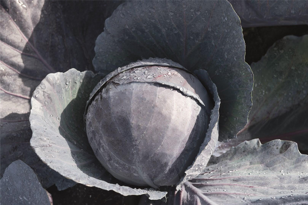 Ранчеро F1 семена капусты краснокочанной (Bejo / Бейо)