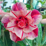 Адениум обесум 321 X92