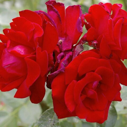 Роза плетистая Сантана