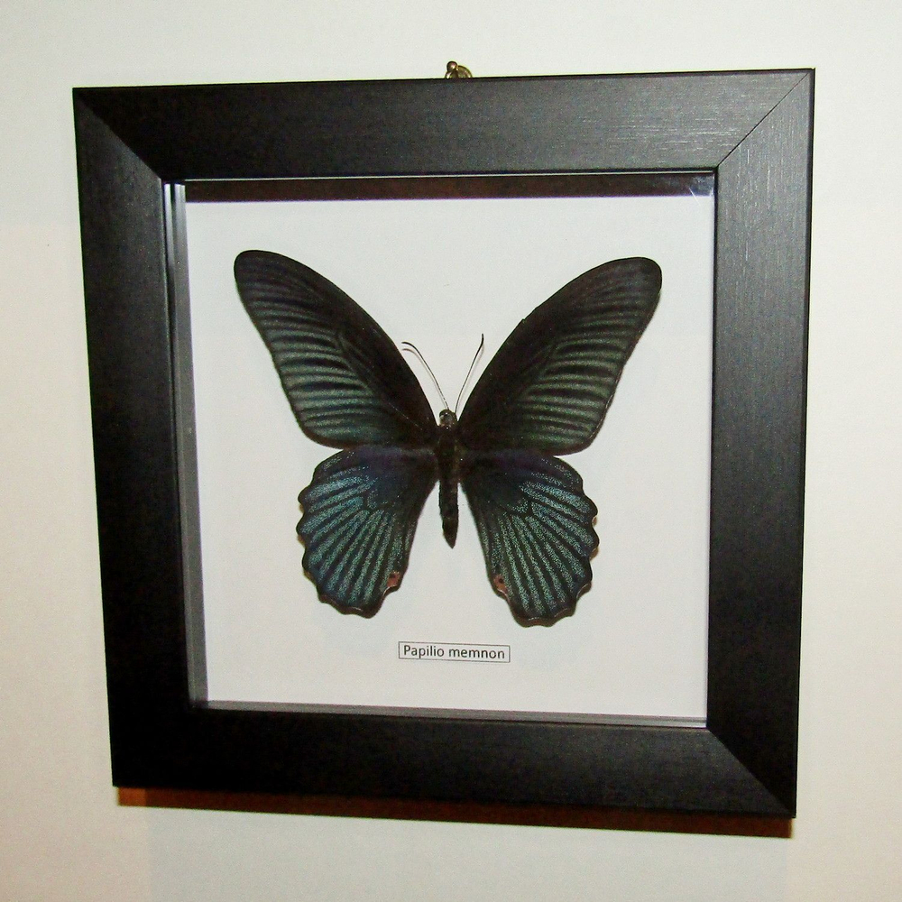 Украшение настенное Бабочка Papilio memnon самец в рамке