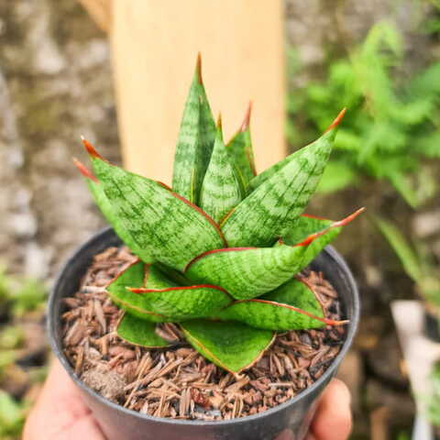 Сансевиерия JULEHA