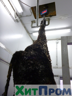 Комплекс убоя и переработки КРС до 20 голов/смена и МРС до 200 голов/смена. р. Татарстан