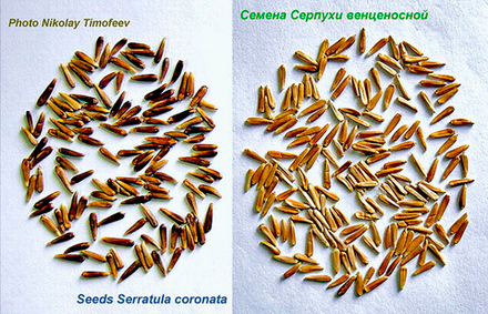 Серпуха семена на 3 м2