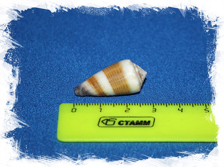 Конус сигиллатус (Conus sugillatus)