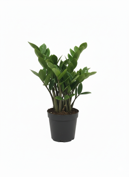 Замиокулькас Round Leaf д. 12