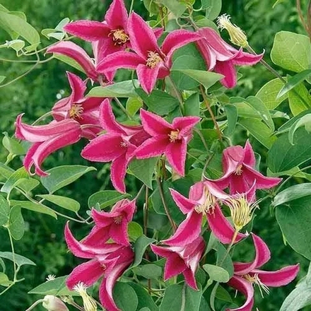 Клематис Принцесса Диана  Стандарт поставки Р9