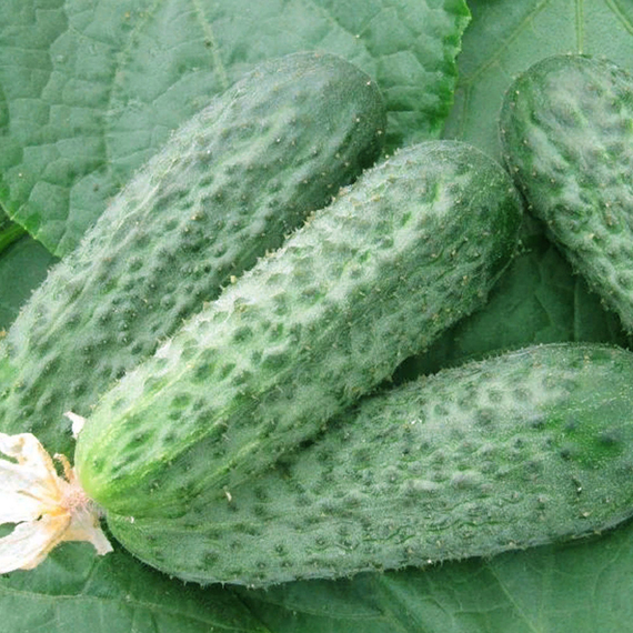 Беттина F1 семена огурца партенокарпического (Nunhems / Нюнемс) культура – фото 3