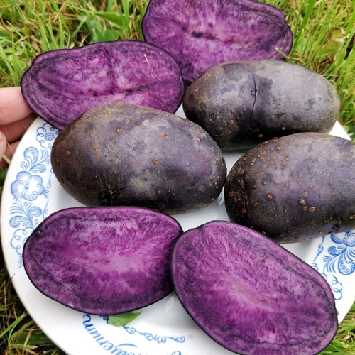 10 КЛУБНЕЙ картофеля Папл Меджик