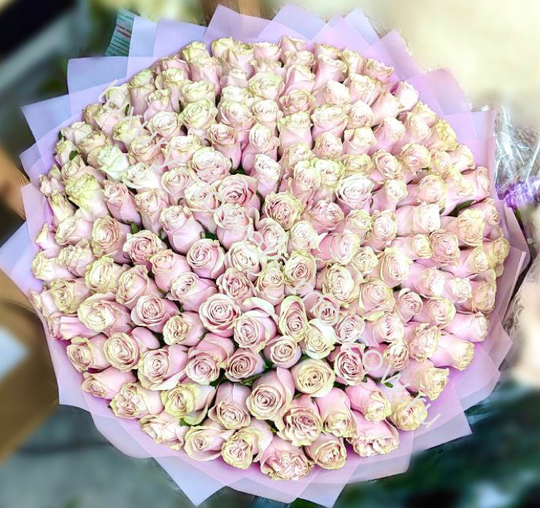 125 роз пинк мондиаль