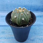 Astrophytum Asterias (Астрофитум)